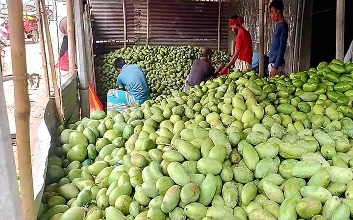 নওগাঁয় আমে কালবৈশাখীর তাণ্ডব